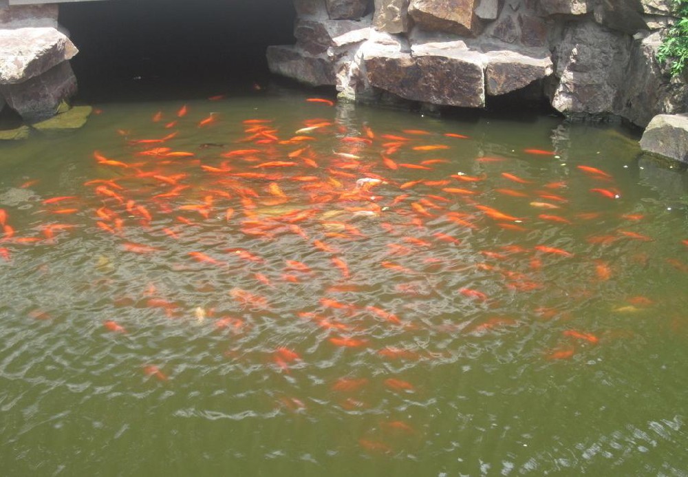 鱼池